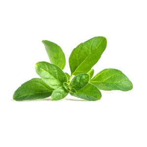 "Lingot" mentha pulegium magvak csomag - Veritable
