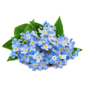 Csomag nefelejcs virág (Myosotis) magvakból, 'Lingot' - Veritable