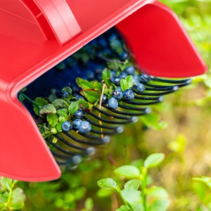 Bogyószedő eszköz - Westmark