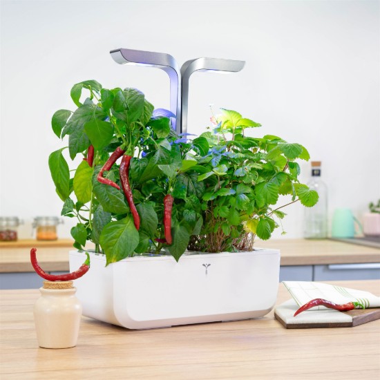 Cayenne paprika "Lingot" magok csomagja - VALÓSÁGOS márka