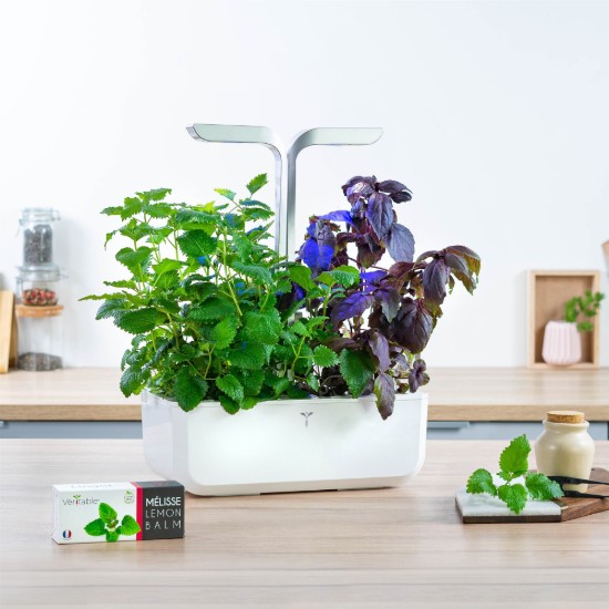 Csomag citromfű mag, "Lingot" - VERITABLE márka