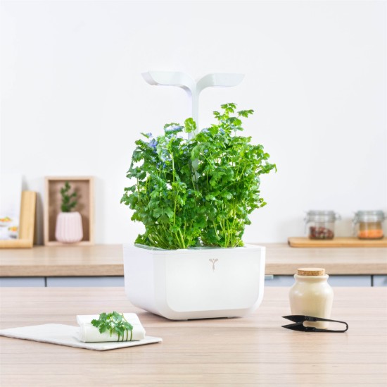 "Lingot" koriandermag csomag - VERITABLE márka