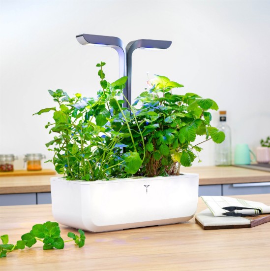 "Lingot" jeges mentamag csomag - VERITABLE márka