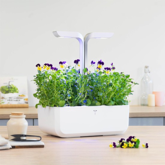 "Lingot" ehető árvácska magok csomagja - "VERITABLE" márka