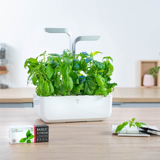 "Lingot" thai bazsalikom mag csomag - VALÓSÁGOS márka