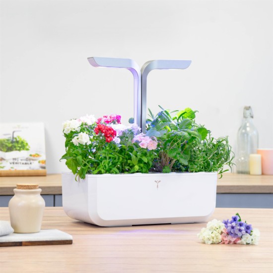 "Lingot" Phlox magok csomagja - "VERITABLE" márka