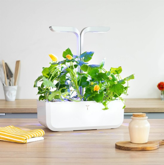 Csomag "Lingot" cukkini virágmaggal - VALÓSÁGOS márka